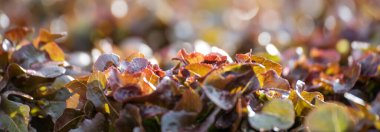 Bayrak taze Red Oak Yaprak Marul Organik Hidroponik Sebze Çiftliği Kırmızı Salata Hidroponik Çiftliği üretiyor. Organik Çiftlik 'te kırmızı meşe salatası. Fotokopi alanı olan sebze salatası
