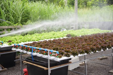 Bayrak taze Red Oak Yaprak Marul Organik Hidroponik Sebze Çiftliği Kırmızı Salata Hidroponik Çiftliği üretiyor. Organik Çiftlik 'te kırmızı meşe salatası. Fotokopi alanı olan sebze salatası