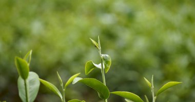 Kamelya Sinensis organik çiftliğinde yeşil çay ağacı yaprağı bitkisi. Ağaç çay tarlalarını kapatın sabah yeşil doğa arka planı. Taze taze tomurcuk bitkisel yeşil çay ağacı çiftlikte
