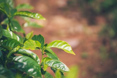 Banner Tarım Yeşil Kahve Ağacı böğürtlen tohumu yetiştiriyor. Çevresel organik bahçede kahve ağacı yetiştirme. Panorama Taze Kahve Fasulyesi Yeşil Yaprak Çalı Bitkisi Arabika Bahçesi Kopya Alanı