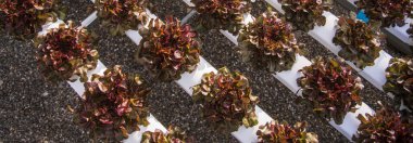 Bayrak taze Red Oak Yaprak Marul Organik Hidroponik Sebze Çiftliği Kırmızı Salata Hidroponik Çiftliği üretiyor. Organik Çiftlik 'te kırmızı meşe salatası. Fotokopi alanı olan sebze salatası