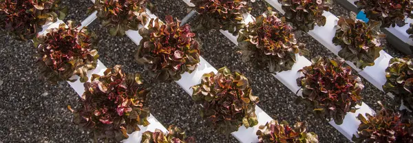 Bayrak taze Red Oak Yaprak Marul Organik Hidroponik Sebze Çiftliği Kırmızı Salata Hidroponik Çiftliği üretiyor. Organik Çiftlik 'te kırmızı meşe salatası. Fotokopi alanı olan sebze salatası