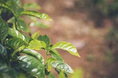 Banner Tarım Yeşil Kahve Ağacı böğürtlen tohumu yetiştiriyor. Çevresel organik bahçede kahve ağacı yetiştirme. Panorama Taze Kahve Fasulyesi Yeşil Yaprak Çalı Bitkisi Arabika Bahçesi Kopya Alanı