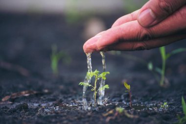 Çevresel çevre kavramı. Dünya 'da yetişen ağaçlarla sabah güneş ışığı batıyor. Dünya enerjisini toprak ve sudaki bitki ağacıyla koru..