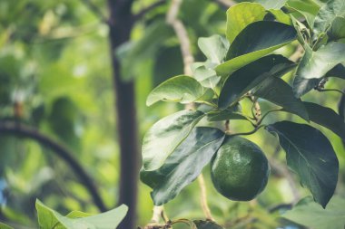 Avokado ağacı yeşili, sağlıklı meyve çiftliği. Çevresel yeşil çiftlikte sürdürülebilir kalite kontrolünde bitki yetiştiren akıllı bir çiftçi. Avokado meyve çiftliği ekimi eko Farmland biyoteknoloji. Meyveli organik tarım