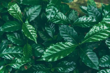 Taze kahve çekirdeği, yeşil yaprak, böğürtlen, Arabika bahçesi. Tarım Yeşil Kahve Ağacı meyve tohumu yetiştiriyor. Çevresel organik bahçede kahve ağacı yetiştirme. taze doğa çiftliği