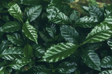 Taze kahve çekirdeği, yeşil yaprak, böğürtlen, Arabika bahçesi. Tarım Yeşil Kahve Ağacı meyve tohumu yetiştiriyor. Çevresel organik bahçede kahve ağacı yetiştirme. taze doğa çiftliği