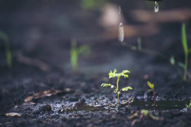 Çevresel çevre kavramı. Dünya 'da yetişen ağaçlarla sabah güneş ışığı batıyor. Dünya enerjisini toprak ve sudaki bitki ağacıyla koru..