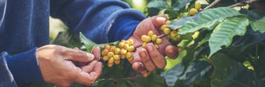 Banner Man Hands, yeşil eko organik çiftlikte yetişen taze tohumlu kahve ağacı yetiştiren sarı burbon kahve çekirdekli böğürtlenleri hasat ediyor. Kapatın insan ellerini, sarı fasulyeli robusta arabika kopyasıyla.