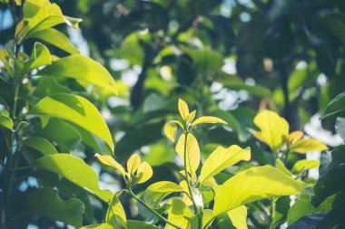 Avokado ağacı yeşili, sağlıklı meyve çiftliği. Çevresel yeşil çiftlikte sürdürülebilir kalite kontrolünde bitki yetiştiren akıllı bir çiftçi. Avokado meyve çiftliği ekimi eko Farmland biyoteknoloji. Meyveli organik tarım