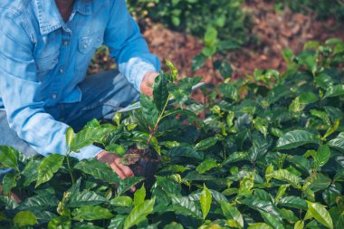 Çevresel yeşil çiftlikteki sürdürülebilir kalite kontrol tesisini kontrol eden zeki bir çiftçi. El kontrol kalite kontrol ağacını kapatın. Çiftçi, eko tarım arazisi biyoteknolojisinde ekilmiş. Yeşil tarım