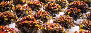 Bayrak taze Red Oak Yaprak Marul Organik Hidroponik Sebze Çiftliği Kırmızı Salata Hidroponik Çiftliği üretiyor. Organik Çiftlik 'te kırmızı meşe salatası. Fotokopi alanı olan sebze salatası