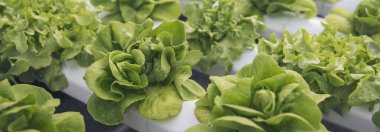 Banner taze organik hidroponik sebze fidanlığı yeşil salata hidroponik çiftliği üretir. Organik Çiftlik 'te yeşil meşe salatası. Salata çiftliği sebzesi, yeşil meşe salatası ve fotokopi alanı.