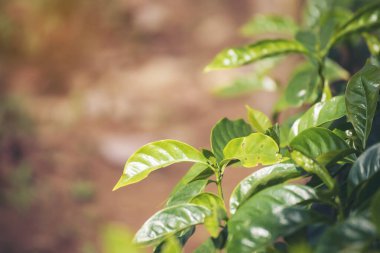 Banner Tarım Yeşil Kahve Ağacı böğürtlen tohumu yetiştiriyor. Çevresel organik bahçede kahve ağacı yetiştirme. Panorama Taze Kahve Fasulyesi Yeşil Yaprak Çalı Bitkisi Arabika Bahçesi Kopya Alanı