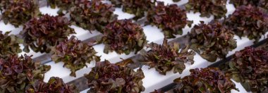 Bayrak taze Red Oak Yaprak Marul Organik Hidroponik Sebze Çiftliği Kırmızı Salata Hidroponik Çiftliği üretiyor. Organik Çiftlik 'te kırmızı meşe salatası. Fotokopi alanı olan sebze salatası