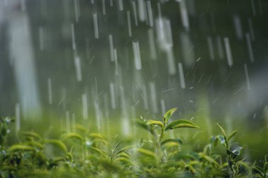 Yeşil çay ağacı bahçesi su hortumu manzarası. Kamelya sinensis sulama organik çiftlik tomurcuğu bitkisel yeşil çay ağacı. Taze Ağaç Çay Çiftliği 'ni kapatın. Bitki çiftliğindeki yeşil doğa.