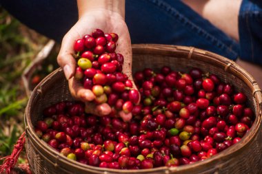 Coffee plant farm woman Hands harvest raw coffee beans. Ripe Red berries plant fresh seed coffee tree growth in green eco farm. Close up hands harvest red seed in basket robusta arabica plant farm.
