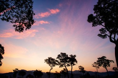 Güneşli bir sabahta mor gün doğumu gökyüzü tropikal ağaç tarlası. Siluet ağacı, bahar mevsiminde mor şafak vakti gökyüzü. Kırsal bölgedeki manzara çayırı sisli ormanı. İnanılmaz menekşe peyzaj parkı.