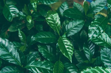 Tarım Yeşil Kahve Ağacı meyve tohumu yetiştiriyor. Çevresel organik bahçede kahve ağacı yetiştirme. Taze kahve çekirdeği, yeşil yaprak, böğürtlen, Arabika bahçesi. Robusta Arabica Taze doğa çiftliği