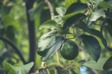 Avokado ağacı yeşili, sağlıklı meyve çiftliği. Çevresel yeşil çiftlikte sürdürülebilir kalite kontrolünde bitki yetiştiren akıllı bir çiftçi. Avokado meyve çiftliği ekimi eko Farmland biyoteknoloji. Meyveli organik tarım