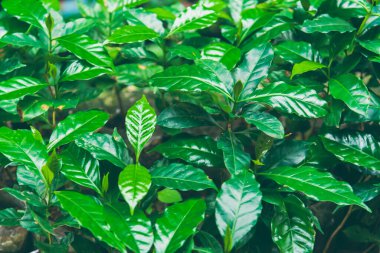 Taze kahve çekirdeği, yeşil yaprak, böğürtlen, Arabika bahçesi. Tarım Yeşil Kahve Ağacı meyve tohumu yetiştiriyor. Çevresel organik bahçede kahve ağacı yetiştirme. taze doğa çiftliği
