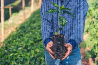 Çevresel yeşil çiftlikteki sürdürülebilir kalite kontrol tesisini kontrol eden zeki bir çiftçi. El kontrol kalite kontrol ağacını kapatın. Çiftçi, eko tarım arazisi biyoteknolojisinde ekilmiş. Yeşil tarım