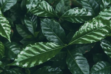 Taze kahve çekirdeği, yeşil yaprak, böğürtlen, Arabika bahçesi. Tarım Yeşil Kahve Ağacı meyve tohumu yetiştiriyor. Çevresel organik bahçede kahve ağacı yetiştirme. taze doğa çiftliği