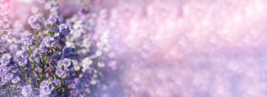 Banner Purple Pastel Margaret çiçek çiçeği çiçekli bulanık arkaplan. Pastel menekşe romantizmi bahar mevsimi açar. Bahçede Magenta yaprakları çiçek açar. Fotokopi alanı olan mor kır çiçekleri