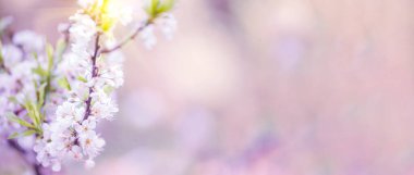 Banner Pembe Tatlı Pastel Çiçek Çiçek Yumuşak doğa çiçekli bulanık arka plan. Romantik Pinky Plum Botanik çiçek bahar sezonu. Panorama Bulanık Kiraz Çiçekleri Bahçesi Kopya Alanı