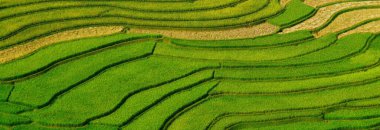 Banner Rice teras tarlası yeşil tarım arazisi. Ekosistem pirinç tarlası Vietnam çiftlik deresi. Banner Golden Green pirinç terasları tropikal sürdürülebilir doğal gündoğumu fotokopi alanı ile