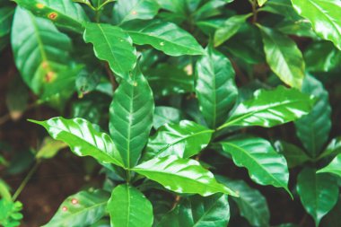 Tarım Yeşil Kahve Ağacı meyve tohumu yetiştiriyor. Çevresel organik bahçede kahve ağacı yetiştirme. Taze kahve çekirdeği, yeşil yaprak, böğürtlen, Arabika bahçesi. Robusta Arabica Taze doğa çiftliği