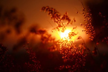 Kırsal kesimde günbatımı çim rüzgârı sonbahar çayırı. Güzel günbatımı altın çim tarlası güzel doğal Flora güneş ışığı açık havada parlıyor. Kırsal manzara doğa bitkisi ekin manzarası. Sabah kırsalında