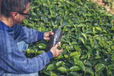 Çevresel yeşil çiftlikteki sürdürülebilir kalite kontrol tesisini kontrol eden zeki bir çiftçi. El kontrol kalite kontrol ağacını kapatın. Çiftçi, eko tarım arazisi biyoteknolojisinde ekilmiş. Yeşil tarım