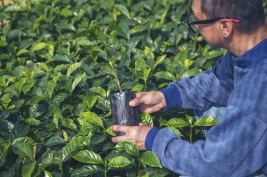 Çevresel yeşil çiftlikteki sürdürülebilir kalite kontrol tesisini kontrol eden zeki bir çiftçi. El kontrol kalite kontrol ağacını kapatın. Çiftçi, eko tarım arazisi biyoteknolojisinde ekilmiş. Yeşil tarım