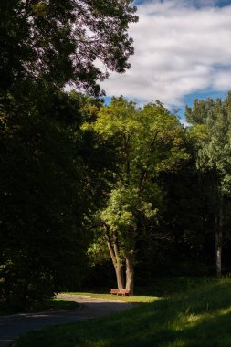 Parkta yol, yeşil ağaçlar ve bank