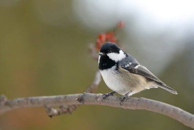 Coal tit - Periparus ater - sitting on a branch in forest.