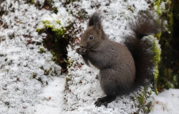 Cute Brown Red Squirrel Tree Trunk Winter Eating Nuts — Stock Fotó