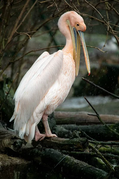 Grande Pelicano Branco Pelecanus Onocrotalus Com Bico Aberto — Fotografia de Stock