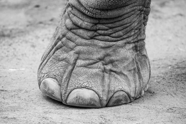 非洲象脚的黑白照片特写 — 图库照片
