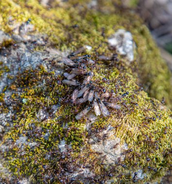 Uçan karıncalar yosunlu bir kayanın üzerinde toplanıyor