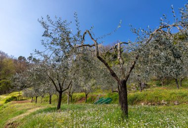 Liguria, İtalya 'da zeytin ağaçlı zeytin koruluğu