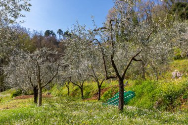 Liguria, İtalya 'da zeytin ağaçlı zeytin koruluğu