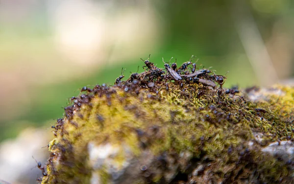Fliegende Ameisen Sammeln Sich Auf Einem Bemoosten Felsen — Stockfoto