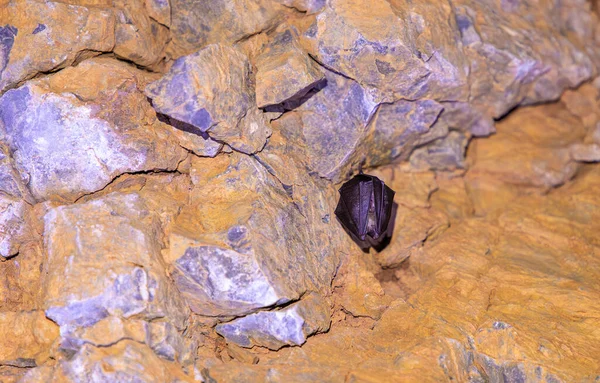 Подковообразная Летучая Мышь Висит Пещере Северной Италии Европе — стоковое фото