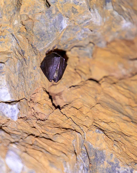 Batte Fer Cheval Suspendue Dans Une Grotte Dans Nord Italie — Photo