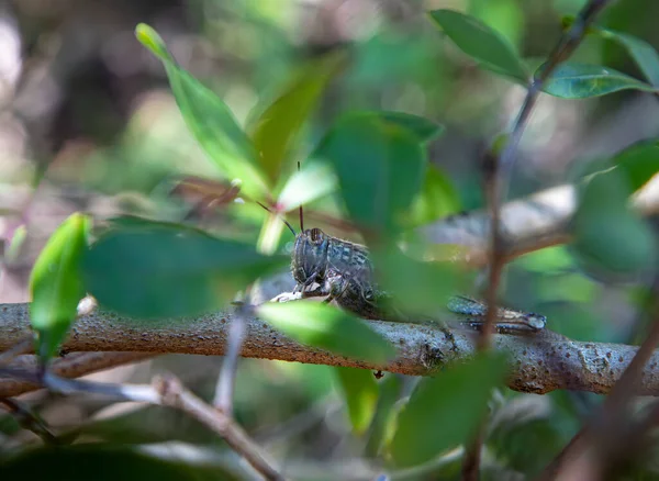 Adult Lăcustă Egipteană Sau Gigantică Aegyptium Anacridium Odihnește Ramură Ochi — Fotografie, imagine de stoc