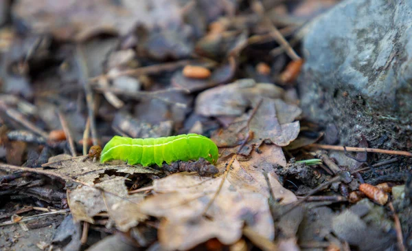 Copper Underwing Month Caterpillar Ground Forest — Stock Photo, Image