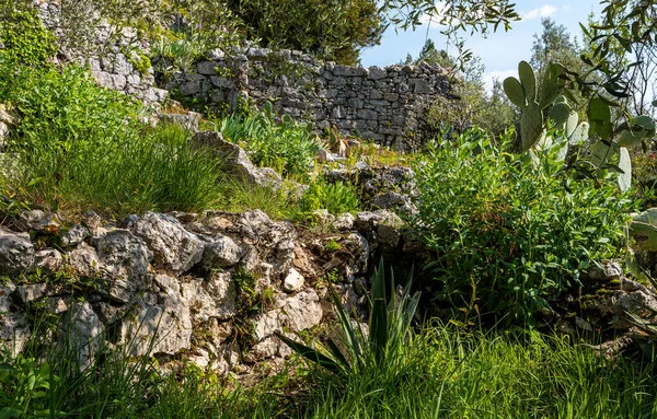 Old italian stone drywall in a wild garden. Called dry wall because the stones are not fixed with mortar but simply overlapped and interlocked