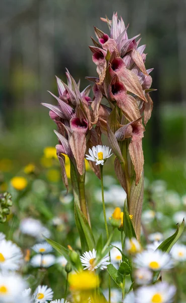 Serapias Neglecta Scarce Tongue Orchid Liguria Italy — Stock Photo, Image