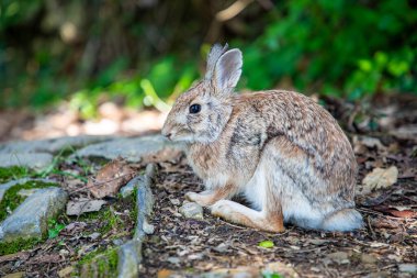 Genç Avrupa tavşanı - Lepus europaeus - kahverengi tavşan olarak da bilinir.